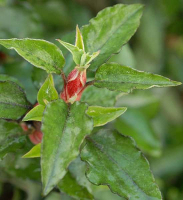 Cistus_laurifolius-0218-klein.jpg