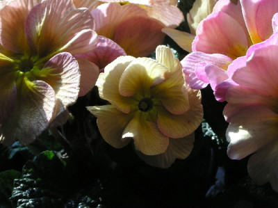 Prim-Feb-3.jpg