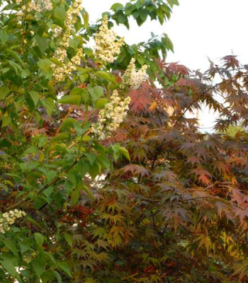 Flieder_und_Acer_Masukagami-0223-klein.jpg