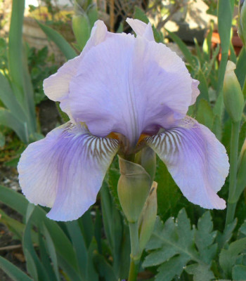 Iris_Morgendammerung_090502_a.jpg