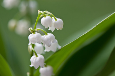 Bluemchen-des-Monats-Mai0209.jpg