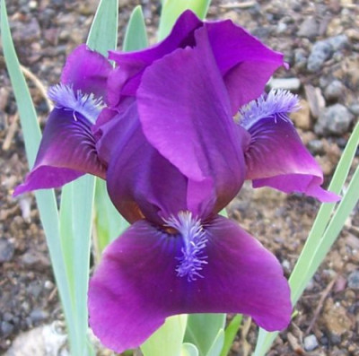 000_3631_violette_Nana.jpg
