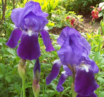 000_3634_zweifarbig_Blaue.jpg