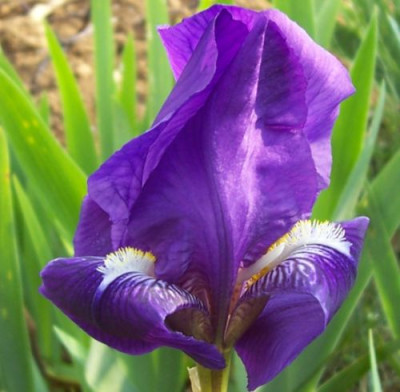000_3640_blaue_Himmelmann.jpg