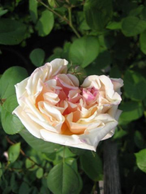 IMG_4476_Small.JPG