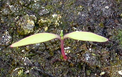Vielleicht_Dicentra_torulosa__2.5.09.jpg