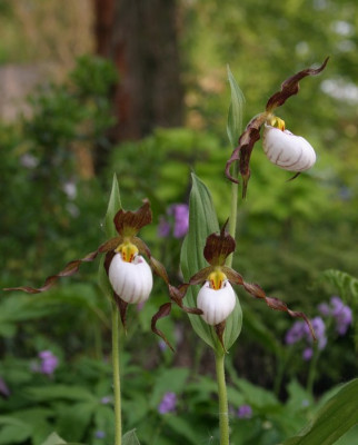 IMG_5007_eCypripedium_Sebastian.JPG
