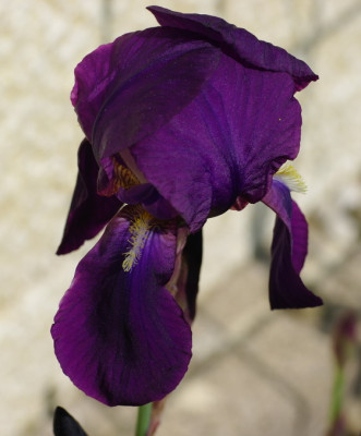 IMGP2115.jpg