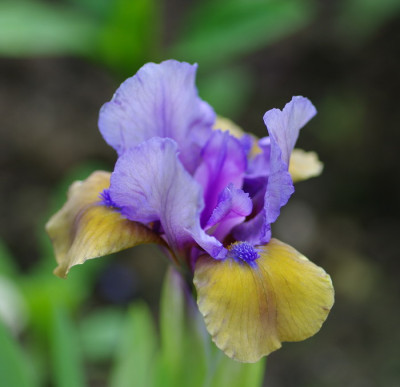 IMGP2117.jpg