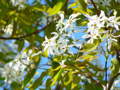 Amelanchier_arborea_Robin_Hill_2009-04-19.JPG