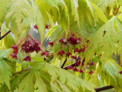 Acer_japonicum_Aconitifolium_2009-04-17_.JPG