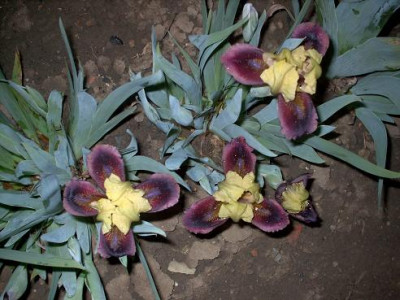 Iris_2009_206.jpg