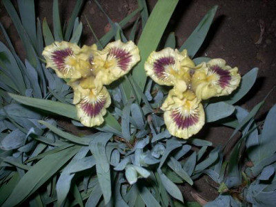 Iris_2009_214.jpg