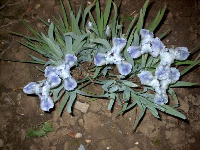 Iris_2009_229.jpg