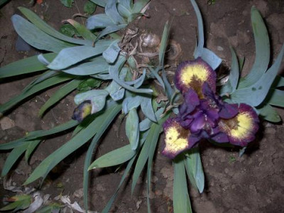 Iris_2009_233.jpg
