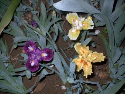 Iris_2009_237.jpg