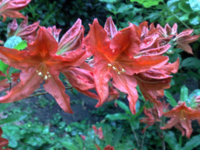 Kopie_von_03052009Rh.molle_ssp.japonica_red_phase.jpg