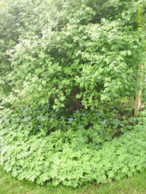 Geranium.jpg
