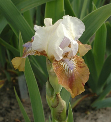 A8137a_Large.JPG