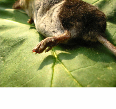 Wasserspitzmaus_Fu.jpg