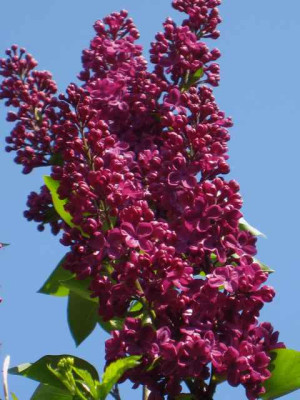 Flieder_Andenken_IMG_2263.jpg