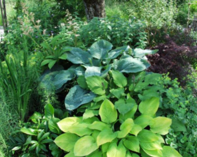 Hosta_blau.jpg