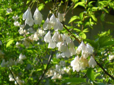 Halesia2_IMG_2235.jpg