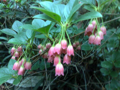 Kopie_von_03052009Enkianthus_campanulatus_palabinii.jpg