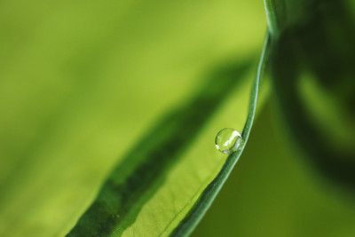 Hosta-Tropfen-1.jpg