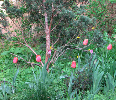 Pinus_sylv_tulpen2kl.jpg
