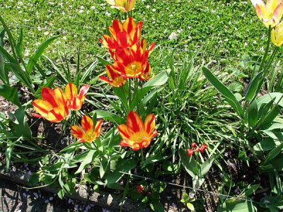 tulpen-axel01.jpg