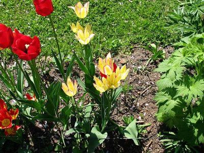 tulpen-axel02.jpg