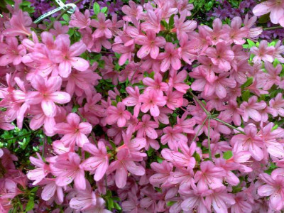 Kopie_von_03052009Hinomayo.jpg