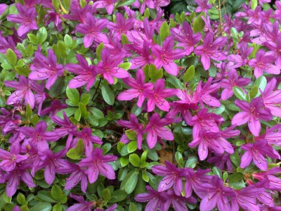 Kopie_von_03052009Hatsugiri_purple.jpg