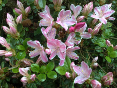 Kopie_von_03052009Kermensina_rose.jpg