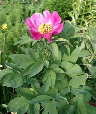 05110026_ePaeonia_mascula_ssp_triternata.JPG