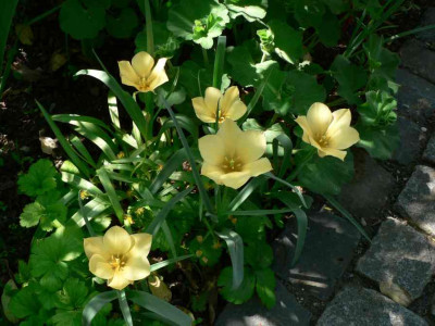 unbekannteTulpe200904.jpg