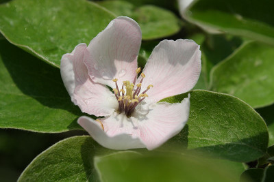 quittenbluete.jpg