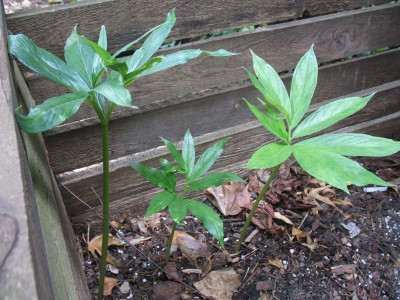 IMG_7595_Arisaema_thunbergii_ssp_urashima.jpg