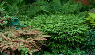 Adiantum-Mai0309.jpg