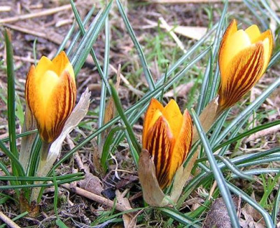 A_Crocus_090905_kleinDoro.jpg