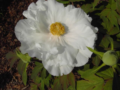 Strauchpfingstrose1.jpg