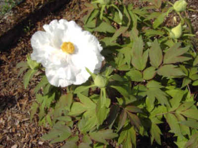 Strauchpfingstrose2.jpg