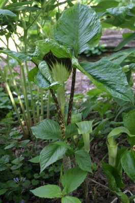IMG_5039_eArisaema_triphyllum.JPG