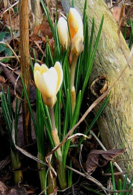 A_Crocus_090905_CreamBeauty.jpg