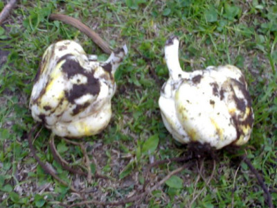 K640_03052009558.JPG