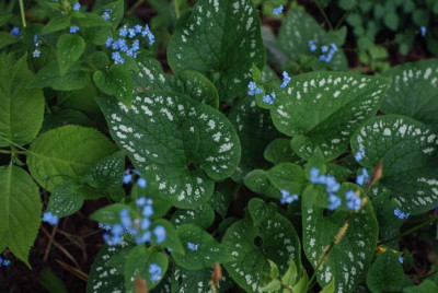 brunnera_saemling_2009.jpg