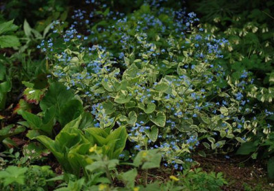 brunnera_hadspen_cream_09.jpg