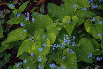 brunnera_gordano_gold_09.jpg