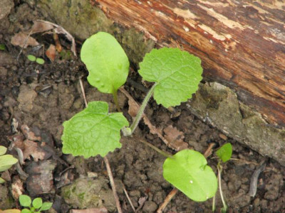samling_lunaria123.jpg